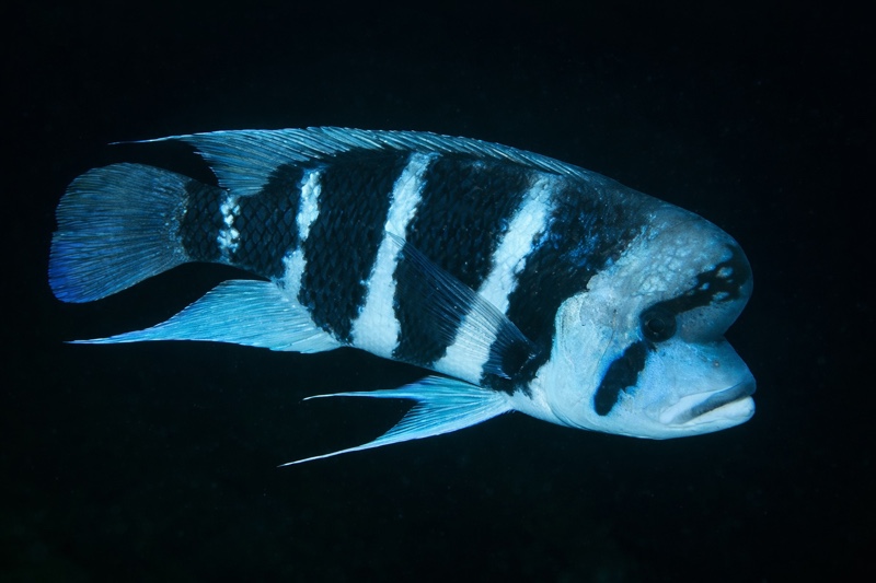 Cyphotilapia frontosa 'Luagala Point'